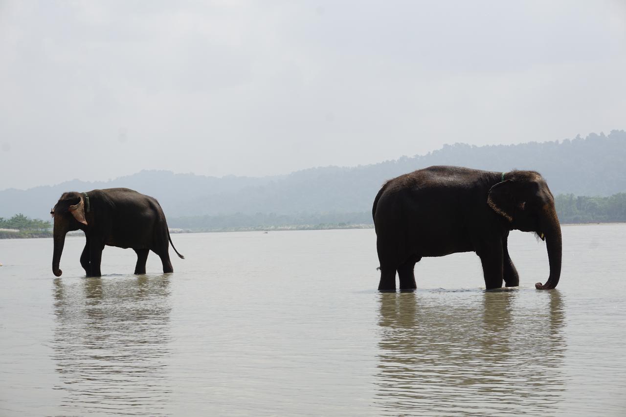 ไทเกอร์ ท็อป ฐารุ ลอดจ์ Hotel จิตวัน ภายนอก รูปภาพ
