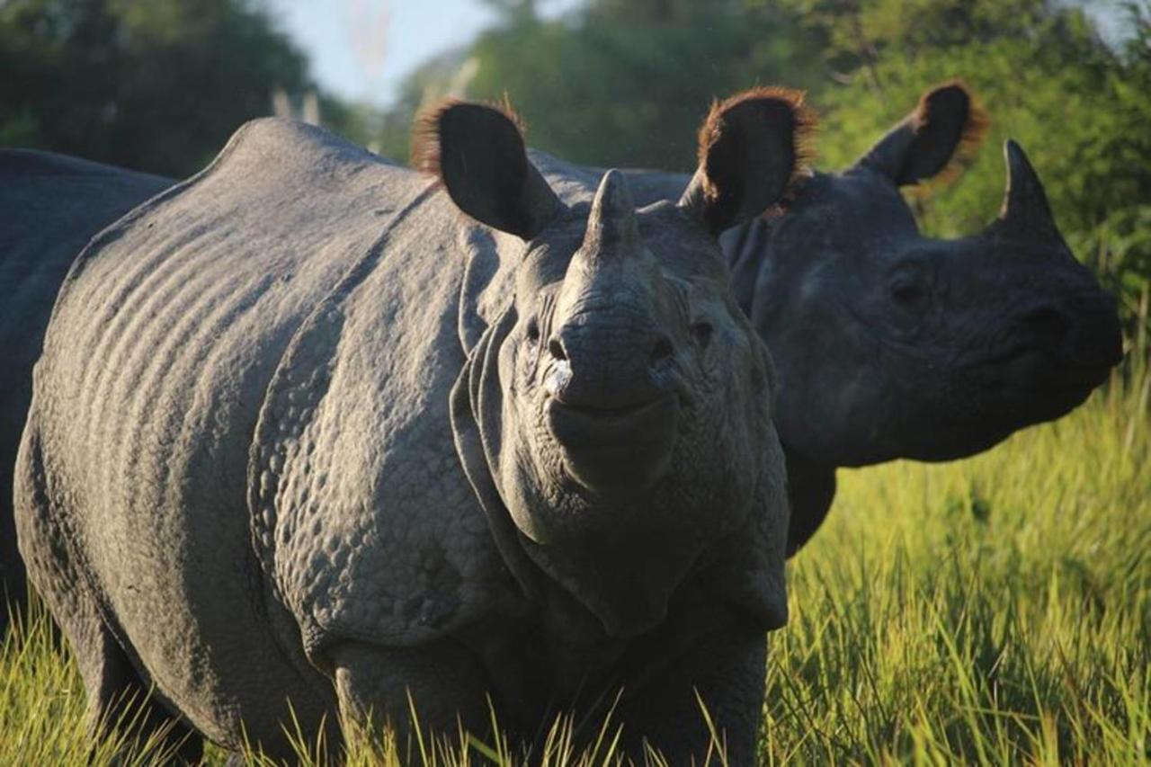 ไทเกอร์ ท็อป ฐารุ ลอดจ์ Hotel จิตวัน ภายนอก รูปภาพ